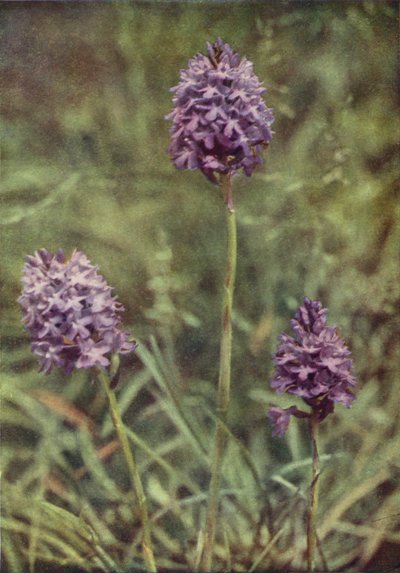 Ville blomster: Pyramid Orchis (fargebilde) av Charles Essenhigh Corke