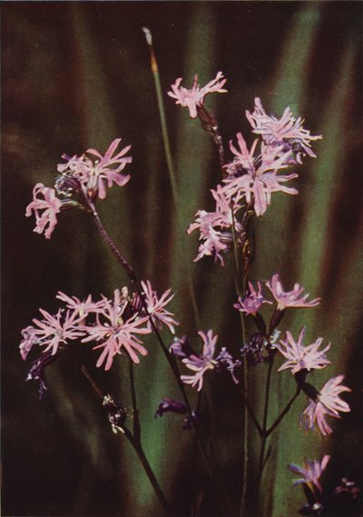 Ville blomster: Ragged Robin (fargebilde) av Charles Essenhigh Corke