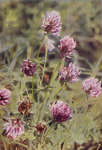 Ville blomster: Rødkløver (fargebilde) av Charles Essenhigh Corke