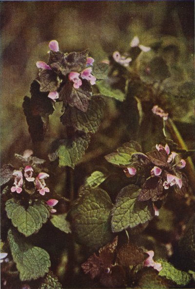 Ville blomster: Red Dead Brennesle (fargebilde) av Charles Essenhigh Corke