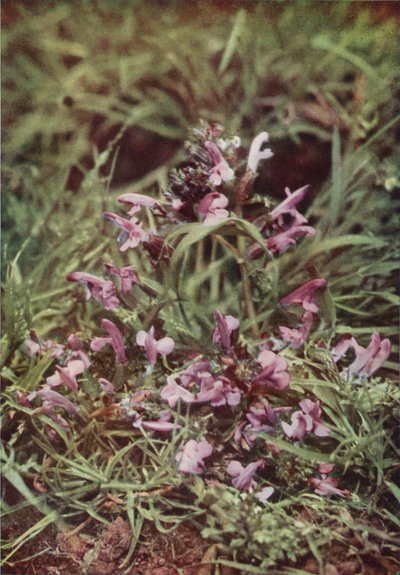 Ville blomster: Rød rangle (fargebilde) av Charles Essenhigh Corke