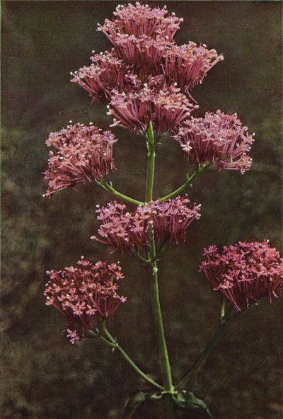 Ville blomster: Rød Valerian (fargebilde) av Charles Essenhigh Corke