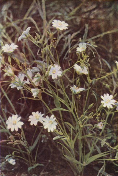 Ville blomster: Stitchwort (fargebilde) av Charles Essenhigh Corke