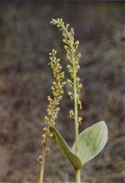 Ville blomster: Twayblade (fargebilde) av Charles Essenhigh Corke