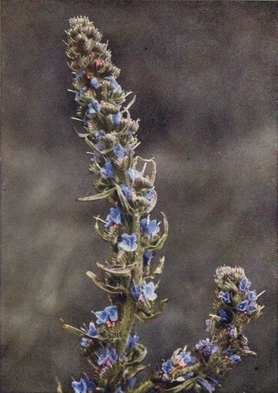 Ville blomster: Viper