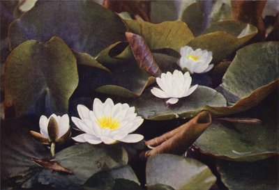 Ville blomster: White Water Lily (fargebilde) av Charles Essenhigh Corke