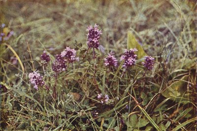 Ville blomster: Vill timian (fargebilde) av Charles Essenhigh Corke