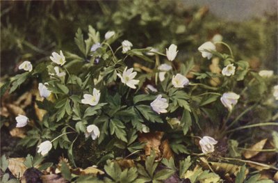 Ville blomster: Wood Anemone (fargebilde) av Charles Essenhigh Corke