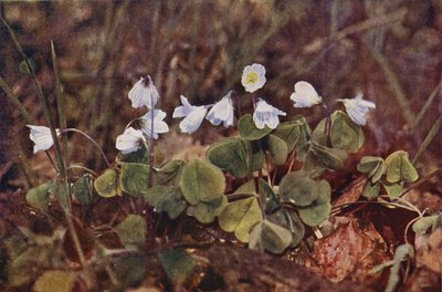 Ville blomster: Wood Sorrel (fargebilde) av Charles Essenhigh Corke
