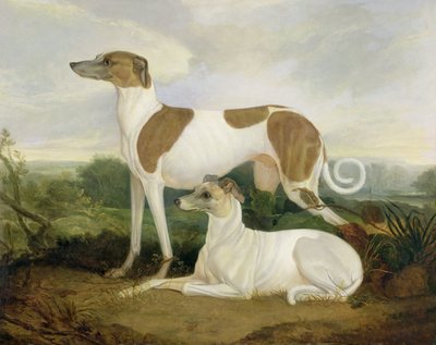 To greyhounds i et landskap av Charles Hancock