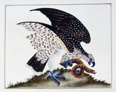Rovfugl med slange, 1808-21 av Charles Hayes