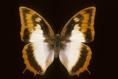 Azota protoclea charaxes av Augustus Kollner