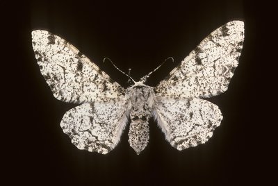 Betularia biston/Bjørk Phalene av Augustus Kollner