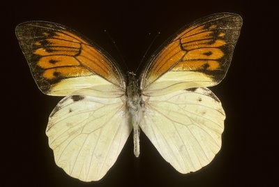 Hebomoia leukippe sulfurea av Augustus Kollner