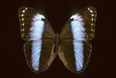 Morpho achilles/hann av Augustus Kollner