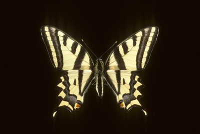 Papilio alexanor/Alexanor av Augustus Kollner