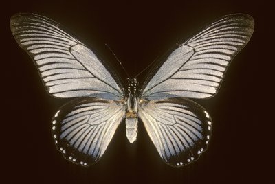 Papilio zalmoxis/Seilbåt blå av Augustus Kollner