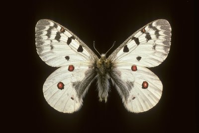 Parnassius phoebus/liten apollo av Augustus Kollner