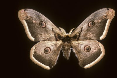 Saturnia pyri/Flott nattpåfugl av Augustus Kollner