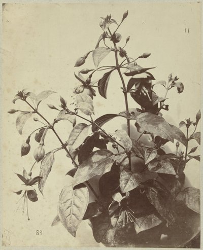 Blomsterstilleben med fuchsia av Charles Hippolyte Aubry