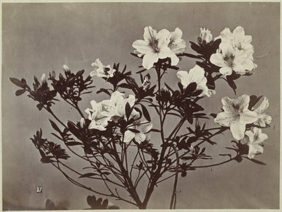 Blomsterstilleben med liljer av Charles Hippolyte Aubry