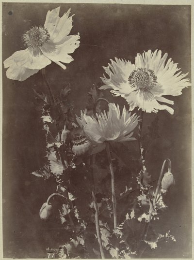 Blomsterstilleben med valmuer av Charles Hippolyte Aubry