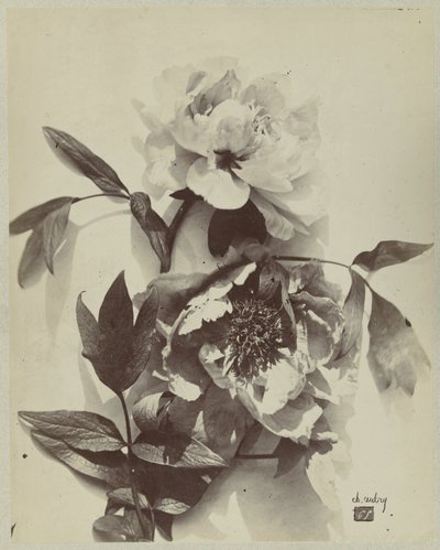 Blomsterstilleben med peoner av Charles Hippolyte Aubry