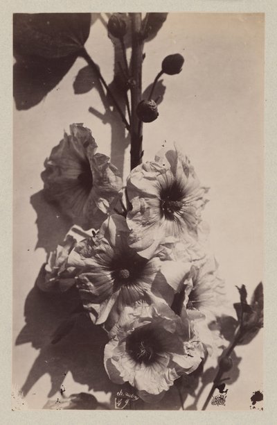 Blomsterstilleben med stokkrose av Charles Hippolyte Aubry