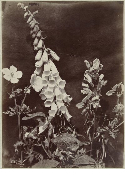 Blomsterstilleben med revebjelle av Charles Hippolyte Aubry
