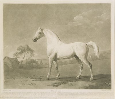 Mambrino, etter George Stubbs, 1788 (mezzotint) av Charles Howard Hodges