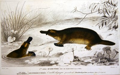 Platypi, illustrasjon fra 