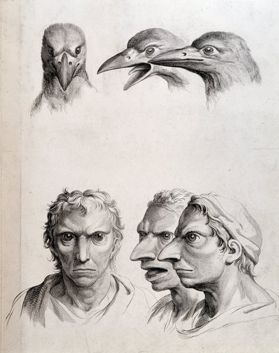 Profiler av fugl og "menneskefugl (menneskefugl)" - av Lebrun, i "" Behandlinger av menneskets fysiognomi sammenlignet med dyrs"" av Charles Le Brun