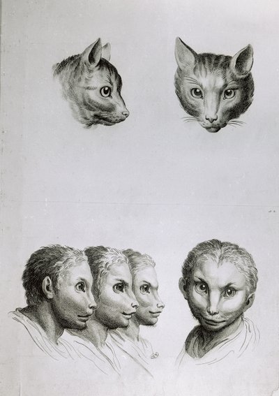 Likheter mellom hodet til en katt og en mann, fra 