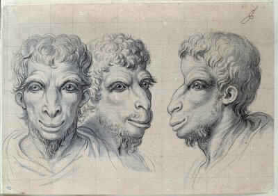 Studier av tre menns hoder som minner om kamelens fysionomi Tegning av Charles Lebrun (Le Brun) (1619-1690) 1600-tallet. Dim. 0,22x0,32 m. Paris, Louvre-museet av Charles Le Brun