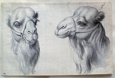 Studier av to kamelhoder Tegning av Charles Lebrun (Le Brun) (1619-1690) 1600-tallet. Dim. 0,22x0,32 m. Paris, Louvre-museet av Charles Le Brun