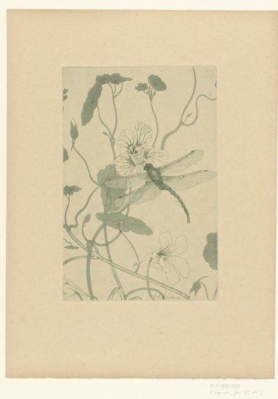 Øyenstikker på nasturtium-blomst Fleurs L
