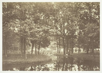 Uten tittel, c. 1850. [Trær nær vann i Bois de Boulogne, en park i Paris]. av Charles Marville