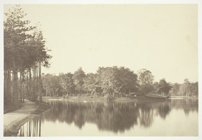 Uten tittel, c. 1850. [Trær nær vann i Bois de Boulogne, en park i Paris]. av Charles Marville