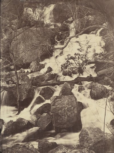 [Trær og fosser], 1860-65. av Charles Nègre