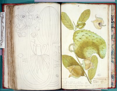 Fru 23 Kardemomme, fra et manuskript om planter fra Antillene og Santo Domingo av Charles Plumier