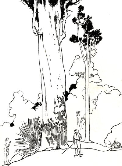 Et Kauri-tre, 1912 av Charles Robinson