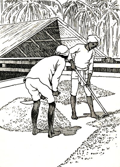 Tørking av kakaoen, 1912 av Charles Robinson