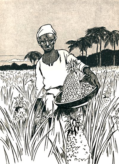 Samler ananas, 1912 av Charles Robinson