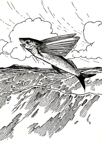 The Flying Fish, 1912 av Charles Robinson