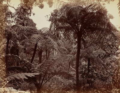 Hakgala-hagene, Nuwara Eliya av Charles T. Scowen