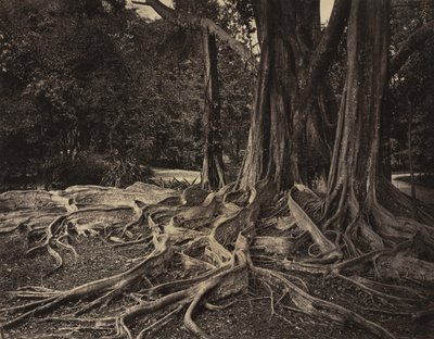 Rubber Tree, Assam, India (Ficus Elastica) av Charles T. Scowen