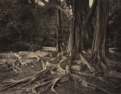 Rubber Tree, Assam, India Ficus Elastica, ca. 1880-tallet. av Charles T. Scowen