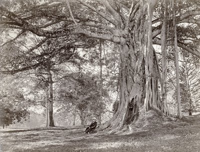 En gentleman som sitter under et stort innfødt tre i British Ceylon, nå kalt Sri Lanka, 1880-tallet av Charles T Scowen and Co