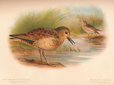 Buff-breasted Sandpiper Tringites rufescns, Bartrams Sandpiper Bartramia longicauda, 1900, 1 av Charles Whymper