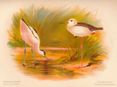 Vanlig avoket Recurvirostra avocetta, vanlig stilt Himantopus melanopterus, 1900, 1900 av Charles Whymper